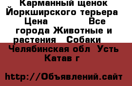 Карманный щенок Йоркширского терьера › Цена ­ 30 000 - Все города Животные и растения » Собаки   . Челябинская обл.,Усть-Катав г.